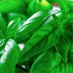 EUCALYPTUS & BASIL COLLECTION