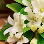 NEROLI BLOSSOM & JASMINE